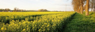 Bulutlu mavi gökyüzüne karşı, çiçek açan sarı kolza tohumu tarlasından geçen boş köy yolu, Letonya. Idyllic kırsal kesim. Tarım, yakıt ve gıda sanayii, alternatif enerji, çevre koruma