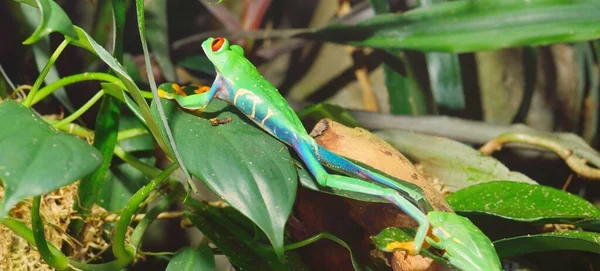 Yeşil bir yaprağın üzerinde oturan kırmızı gözlü ağaç kurbağası (Agalychnis callidryas), yakın plan. Hayvanat bahçesi, teraryum, zooloji, herpetoloji, bilim, eğitim. Neotropik yağmur ormanlarının vahşi yaşamı
