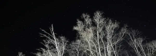 Foresta Spaventosa Notte Oggetti Incandescenti Sullo Sfondo Cielo Limpido Blu — Foto Stock