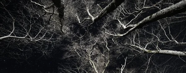 Céu Estrelado Épico Acima Floresta Bétula Noite Sílhuetas Brancas Iluminadas — Fotografia de Stock