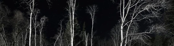 Épico Cielo Estrellado Sobre Bosque Abedules Por Noche Siluetas Blancas — Foto de Stock