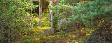 Finlandiya Körfezi 'ndeki Hanko Yarımadası' nın kayalık kıyı şeridi yakınlarındaki Evergreen Ormanı. Yeşil ağaçlar, bitkiler, taşlar, yosun ve eğreltiotu. Saf doğa, eko-turizm, seyahat noktaları, çevresel koruma