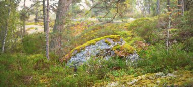 Finlandiya Körfezi 'ndeki Hanko Yarımadası' nın kayalık kıyı şeridi yakınlarındaki Evergreen Ormanı. Yeşil ağaçlar, bitkiler, taşlar, yosun ve eğreltiotu. Saf doğa, eko-turizm, seyahat noktaları, çevresel koruma
