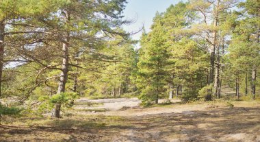 Finlandiya Körfezi 'ndeki Hanko Yarımadası' nın kayalık kıyı şeridi yakınlarındaki Evergreen Ormanı. Yeşil ağaçlar, bitkiler, taşlar, yosun ve eğreltiotu. Saf doğa, eko-turizm, seyahat noktaları, çevresel koruma