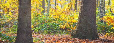 Güneşli bir sonbahar gününde orman parkı. Güçlü ağaçlar, altın yapraklar. Yumuşak güneş ışığı, güneş ışınları. Idyllic manzara