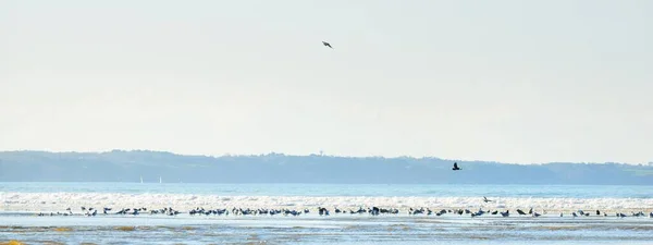 ドゥアルネネス湾の砂浜の海岸からの眺め カモメの接近 真っ青な空 水の上の反射 波と水が飛び散った フランスのブルターニュ 旅行先 レジャー活動のテーマ — ストック写真