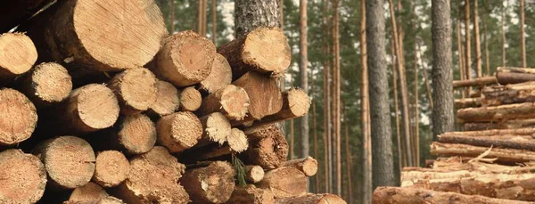 Yeşillik Ormanda Yakacak Odun Yakın Plan Çam Ağacı Kütükleri Çevresel — Stok fotoğraf