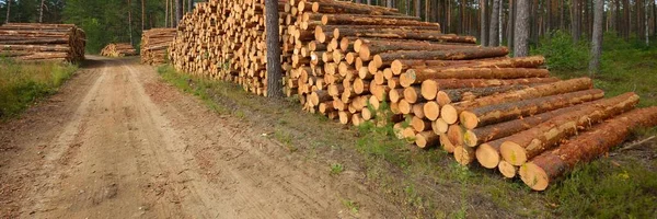 Świeżo Robione Drewno Opał Wiecznie Zielonym Lesie Drzewa Sosnowe Bliska — Zdjęcie stockowe