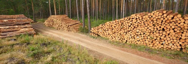 Lareira Recém Feita Floresta Sempre Verde Troncos Pinheiros Close Danos — Fotografia de Stock