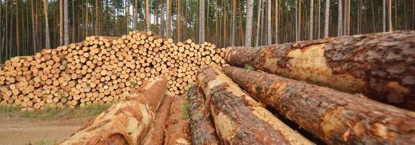 Świeżo Robione Drewno Opał Wiecznie Zielonym Lesie Drzewa Sosnowe Bliska — Zdjęcie stockowe