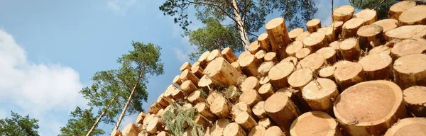 Čerstvě Udělané Dřevo Podpal Věčně Zeleném Lese Borovicové Klády Zblízka — Stock fotografie