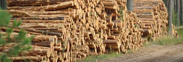 新造的木柴在常绿的森林里 松树原木的特写 Environmental Damage Ecological Issues Ecology Nature Wood Deforestation — 图库照片