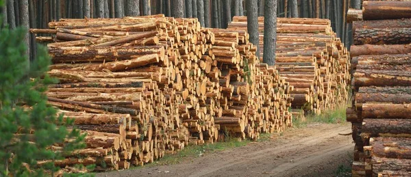 Lareira Recém Feita Floresta Sempre Verde Troncos Pinheiros Close Danos — Fotografia de Stock