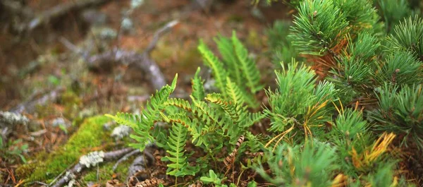 Вечно Зеленый Лес Скального Берега Полуострова Ханко Финский Залив Зеленые — стоковое фото
