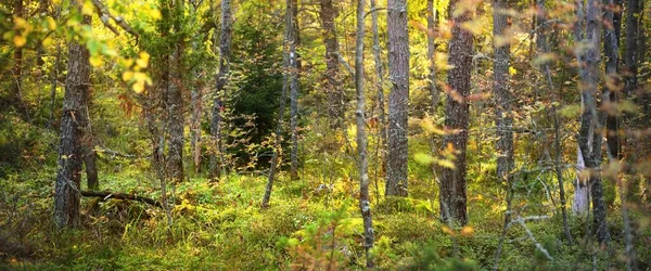 Evergreen Forest Rocky Seashore Hanko Peninsula Gulf Finland Green Trees — Stock Photo, Image