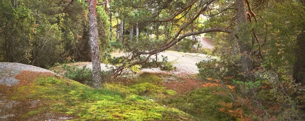 Floresta Perene Perto Costa Rochosa Península Hanko Golfo Finlândia Árvores — Fotografia de Stock
