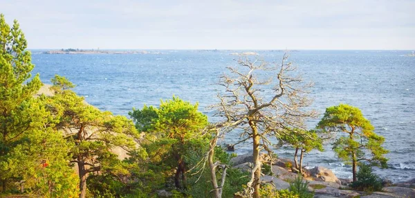 Arbres Rivage Rocheux Péninsule Hanko Golfe Finlande Ciel Dramatique Nature — Photo