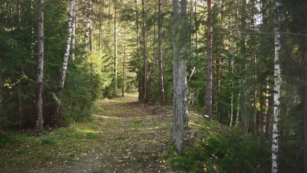 芬兰湾汉科半岛岩石海岸附近的常绿森林 苔藓和蕨类 纯自然 生态旅游 旅游胜地 环境保护 — 图库照片