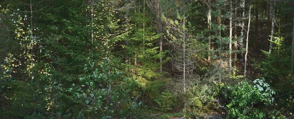 Evergreen Skog Nära Den Steniga Kusten Hangö Halvö Finska Viken — Stockfoto