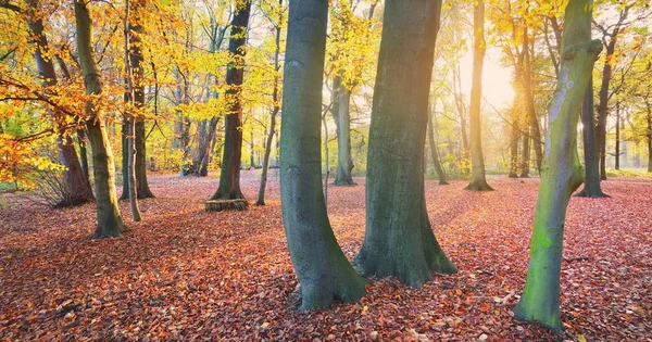Bospark Een Zonnige Herfstdag Machtige Bomen Gouden Bladeren Zacht Zonlicht — Stockfoto