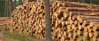 Yeşillik ormanda yakacak odun, yakın plan çam ağacı kütükleri. Çevresel hasar, ekolojik sorunlar, ekoloji, doğa, ahşap, ormansızlaşma, alternatif enerji, kereste endüstrisi, iş