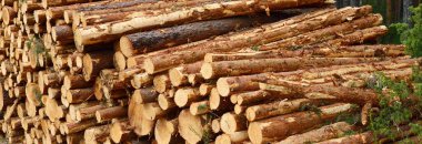 Yeşillik ormanda yakacak odun, yakın plan çam ağacı kütükleri. Çevresel hasar, ekolojik sorunlar, ekoloji, doğa, ahşap, ormansızlaşma, alternatif enerji, kereste endüstrisi, iş