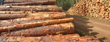 Yeşillik ormanda yakacak odun, yakın plan çam ağacı kütükleri. Çevresel hasar, ekolojik sorunlar, ekoloji, doğa, ahşap, ormansızlaşma, alternatif enerji, kereste endüstrisi, iş