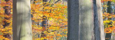 Güneşli bir sonbahar gününde orman parkı. Güçlü ağaçlar, altın yapraklar. Yumuşak güneş ışığı, güneş ışınları. Idyllic manzara