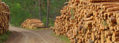 Yeşillik ormanda yakacak odun, yakın plan çam ağacı kütükleri. Çevresel hasar, ekolojik sorunlar, ekoloji, doğa, ahşap, ormansızlaşma, alternatif enerji, kereste endüstrisi, iş