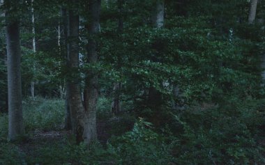 Karanlık gizemli alacakaranlık kayın ağacı ormanının resimli manzarası, antik ağaç gövdeleri. Atmosferik manzara. Saf doğa, ekoloji, çevre koruma, eko turizm
