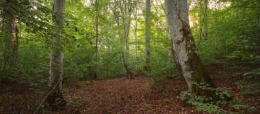 Güçlü yeşil kayın ağaçları, eski ağaç gövdeleri. Sonbaharın başında. Güneş ışığı. Karanlık atmosferik manzara. Saf doğa, ekoloji, çevre, eko turizm