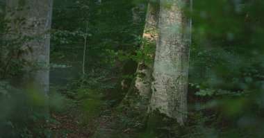 Koyu yeşil kayın ormanının manzarası, antik ağaç gövdeleri. Sonbaharın başında. Güneş ışığı, güneş ışığı. Atmosferik manzara. Saf doğa, ekoloji, çevre koruma, eko turizm