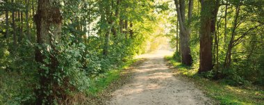 Yaprak döken ağaçların arasından geçen kırsal yol (alley), doğal tünel. Eski ağaç gövdeleri ve yeşil yapraklar yakın plan. Güneş ışığı, yerdeki gölgeler. Ekoloji, turizm, çevre, kuzey yürüyüşü, dinlenme