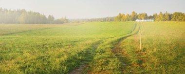 Günbatımında yeşil tarla ve orman. Traktör izleri yakın plan. Idyllic kırsal kesim. Sonbaharın başında. Tarım ve gıda endüstrisi, ekoloji, çevresel hasar ve koruma, doğa