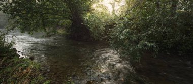 Gün doğumunda karanlık ormanda vahşi bir nehir. Saf sabah ışığı, güneş ışınları, sis, sis. Yaşlı ağaçlar, yosunlar, bitkiler, kayalar. Uzun pozlama. Atmosferik sonbahar manzarası. Sonbahar mevsimi, ekoloji