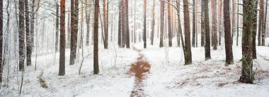 Sonsuz yeşil ormanın tepelerinde sisli bir yol. Güçlü çam ağaçları, ladin, köknar ağaçları ilk kar ile kaplı. Kış başlangıcı. Atmosferik manzara. Ekoloji, İskandinav yürüyüşü, doğa, mevsimler