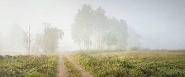 Gün doğumunda sisli bir havada yeşil ormanın içinden geçen boş bir kırsal yol (patika). Saf sabah ışığı. Letonya 'da sonbaharın başlarında. Sonbahar, mevsimler, yol gezisi, tatiller, eko turizm teması
