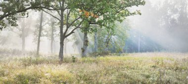 Güneş doğarken gizemli bir siste karanlık ormanın resim gibi manzarası. Güneş güçlü meşe, köknar, çam, huş ağacı boyunca ışıldar. Idyllic kırsal kesim. Sonbahar sezonu, konsept sanat, eko turizm, doğa