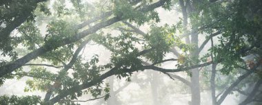 Güneş doğarken gizemli bir siste karanlık ormanın resim gibi manzarası. Güneş güçlü meşe, köknar, çam, huş ağacı boyunca ışıldar. Idyllic kırsal kesim. Sonbahar sezonu, konsept sanat, eko turizm, doğa