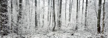 Kar fırtınasından sonra bataklık ormanı. İlk kar. Ağaç donundaki ağaçlar. Kış Harikalar Diyarı. Mevsimler, ekoloji, çevre koruma, doğa. Monokrom görüntüsü. Atmosferik manzara