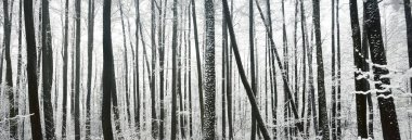 Kar fırtınasından sonra bataklık ormanı. İlk kar. Ağaç donundaki ağaçlar. Kış Harikalar Diyarı. Mevsimler, ekoloji, çevre koruma, doğa. Monokrom görüntüsü. Atmosferik manzara