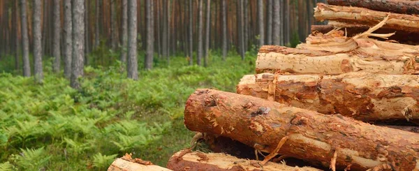 Świeżo Robione Drewno Opał Wiecznie Zielonym Lesie Drzewa Sosnowe Bliska — Zdjęcie stockowe