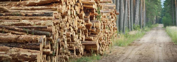 Lareira Recém Feita Floresta Sempre Verde Troncos Pinheiros Close Danos — Fotografia de Stock