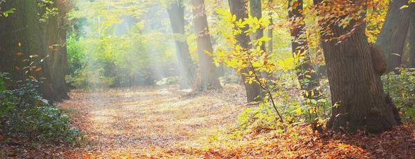 Pathway Forest Park Sunny Autumn Day Mighty Trees Golden Leaves — Stock Photo, Image