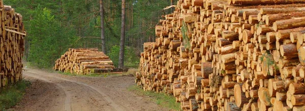 Frissen Gyártott Tűzifa Örökzöld Erdőben Fenyőfa Rönk Közelről Környezeti Károk — Stock Fotó