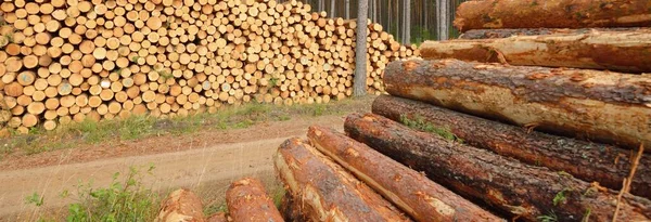 Leña Recién Hecha Bosque Siempreverde Troncos Pino Cerca Daños Ambientales —  Fotos de Stock