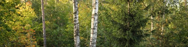 Brzozy Złote Światło Promienie Słońca Przez Gałęzie Wczesna Jesień Lesie — Zdjęcie stockowe