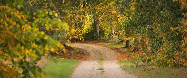 Pusta Wiejska Droga Aleja Przez Kolorowe Drzewa Liściaste Zielonymi Złotymi — Zdjęcie stockowe
