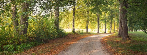 Empty Rural Road Alley Colorful Deciduous Trees Green Golden Orange — Stock Photo, Image