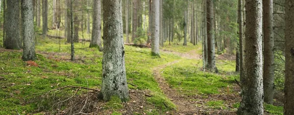 Шлях Через Вічнозелений Ліс Стародавні Сосни Листяні Дерева Мох Папороть — стокове фото